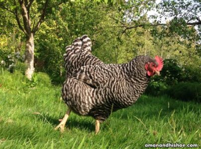 If a Chicken Never … Image